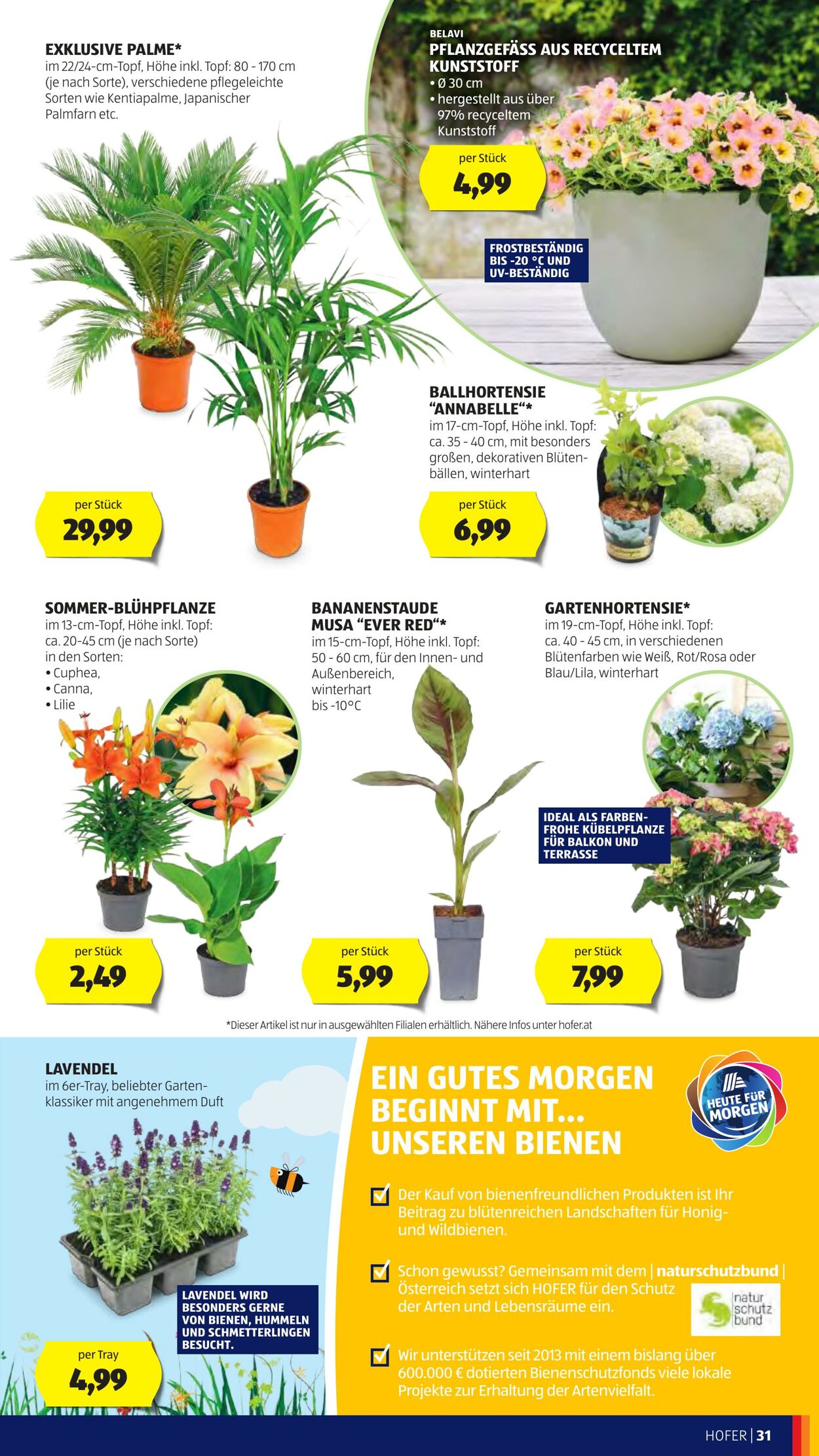 Prospekt Hofer 06.06.2025 - 12.06.2025