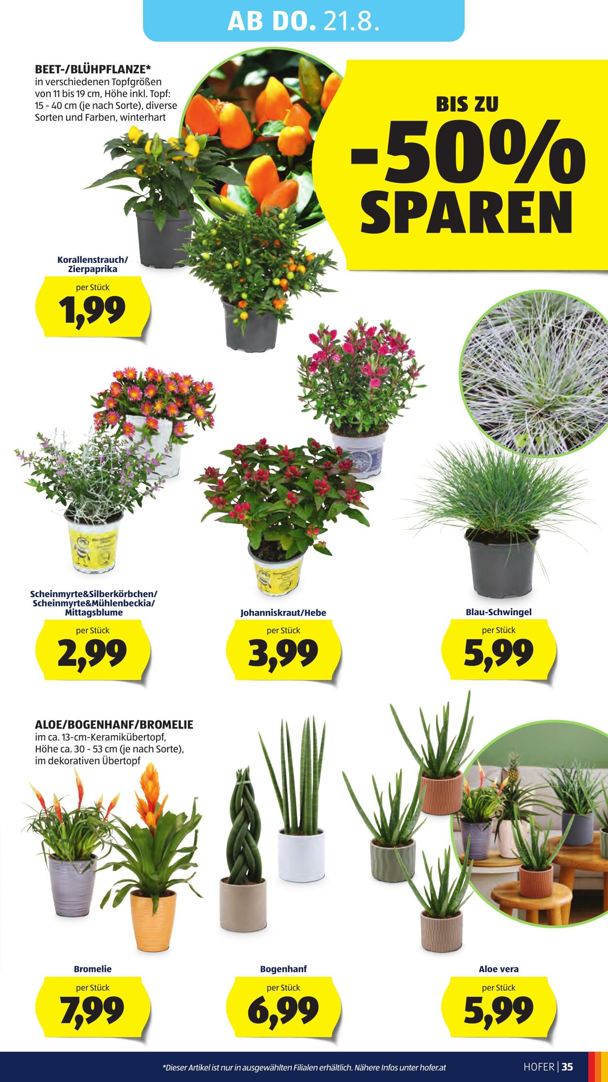Prospekt Hofer 16.08.2025 - 21.08.2025